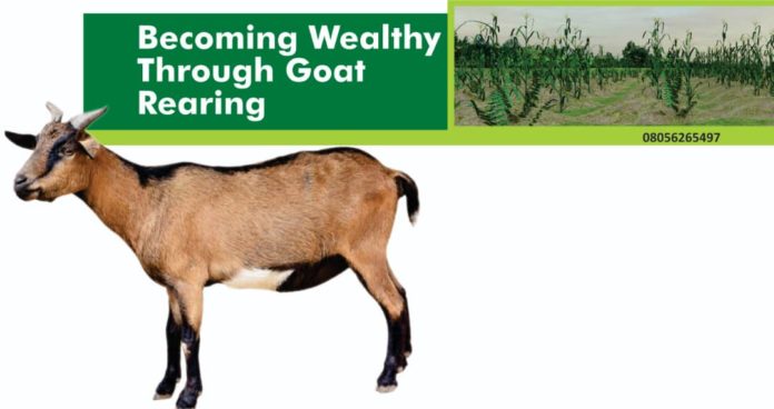 Goat rearing